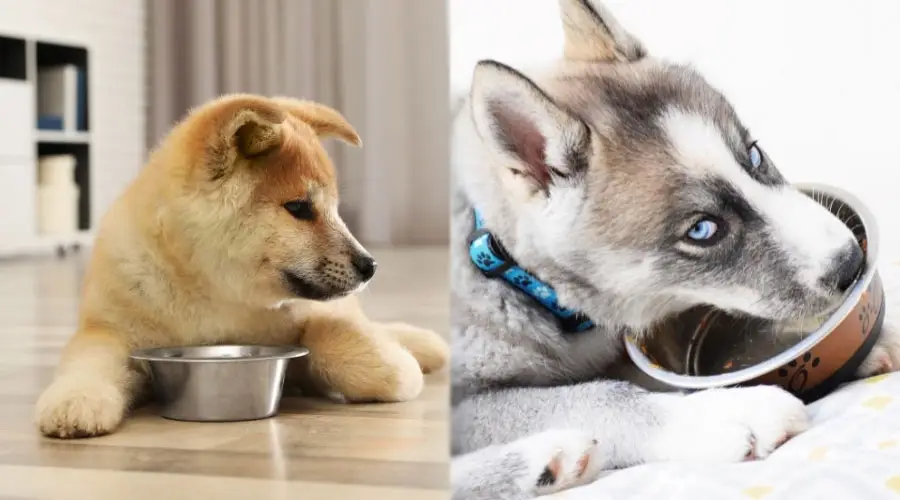 Cachorros comiendo de tazones para perros