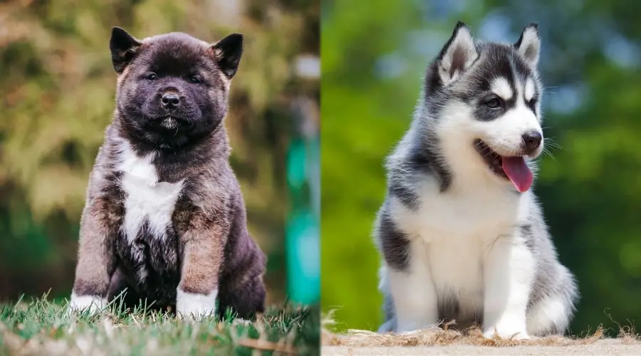 Lindos cachorros sentados afuera