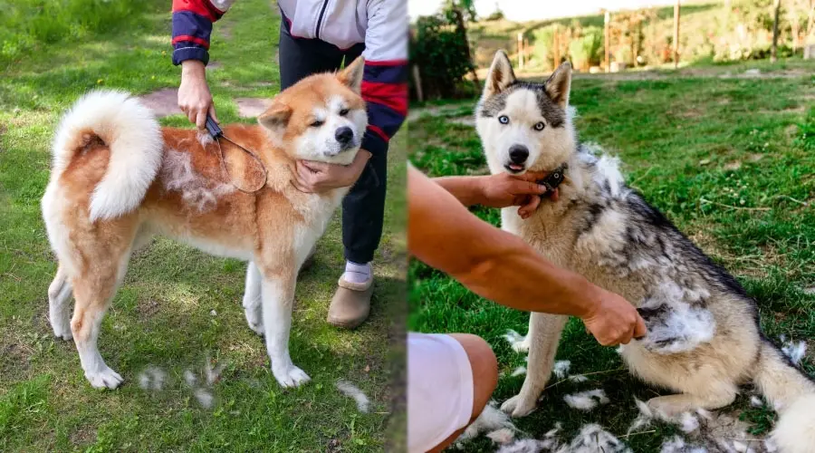 Perros que se mudan al ser cepillados