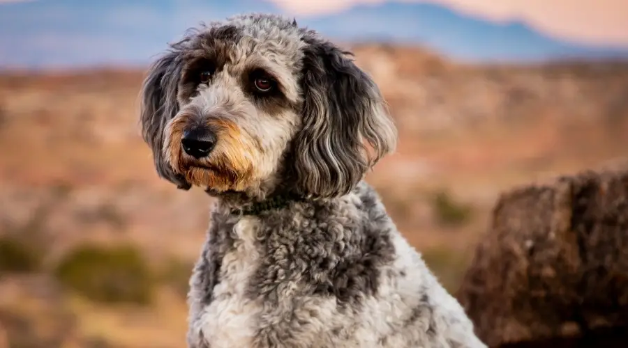 Perro blanco y negro en el cañón