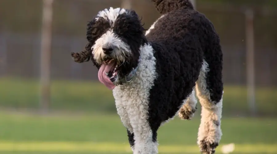 Perro corriendo en la hierba