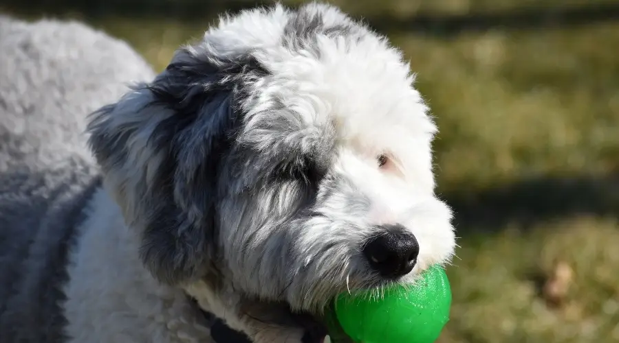 Adiestramiento de perros blancos y negros