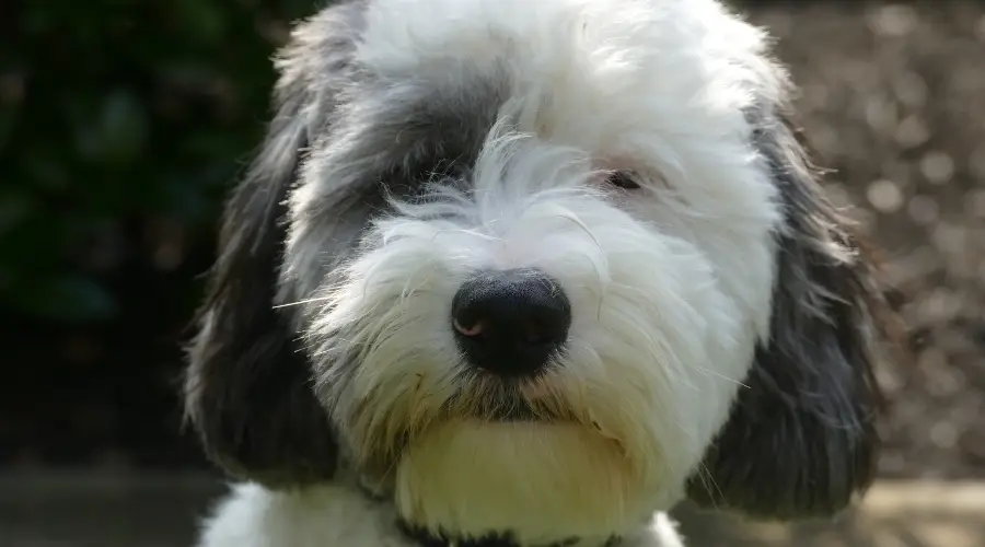 Perro blanco con orejas grises.