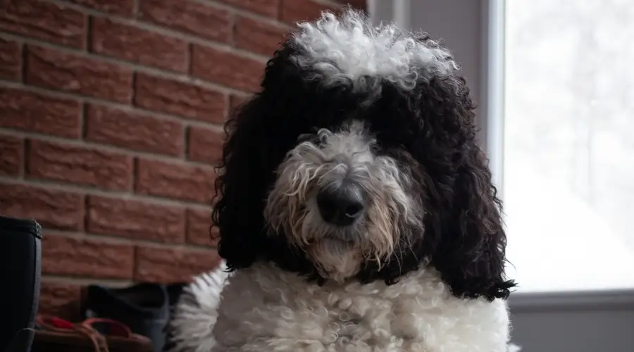 Mezcla de perro pastor caniche esponjoso