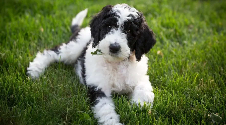 Cachorro blanco y negro