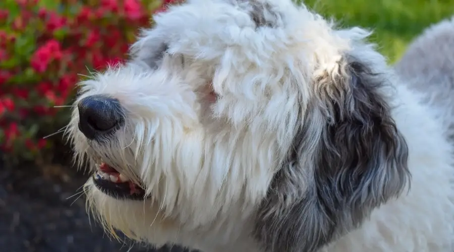 Perro de rescate blanco al aire libre