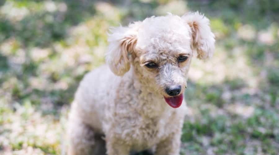 Pequeño perro blanco y esponjoso