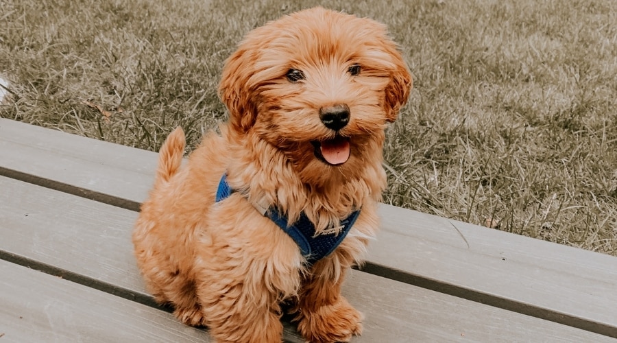 Cachorro pequeño y esponjoso con arnés