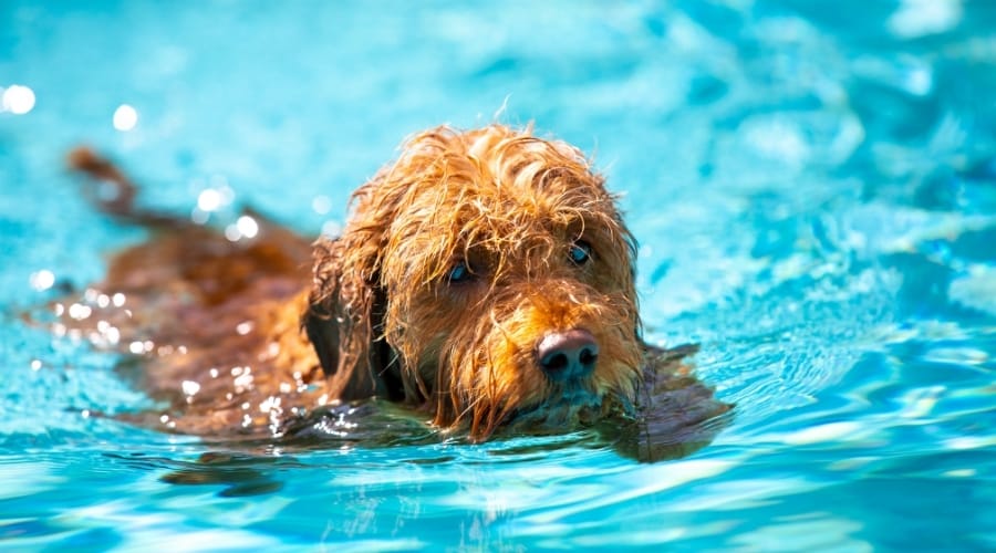 Pequeño perro esponjoso nadando en una piscina