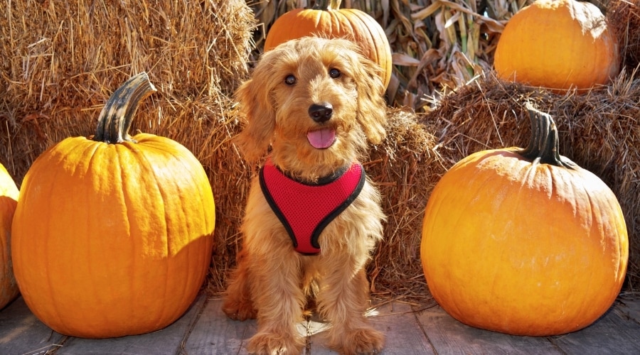 Lindo perro dorado posando con calabazas