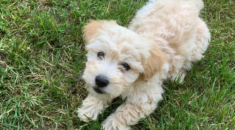 Pequeño perro crema esponjoso jugando al aire libre