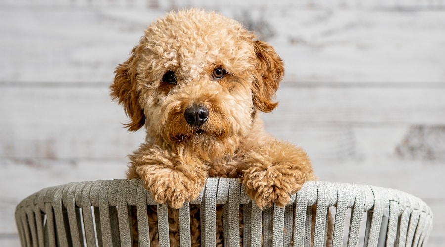 Pequeño perro esponjoso que alcanza su punto máximo sobre una silla