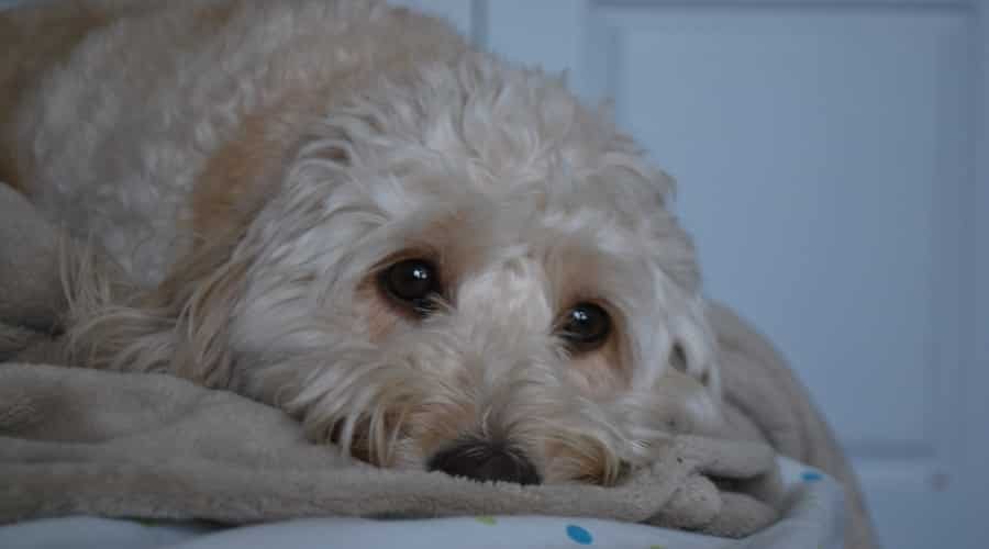 Perro esponjoso color crema acurrucado en una manta