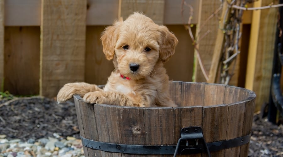 Lindo perro esponjoso en una cesta de bushel