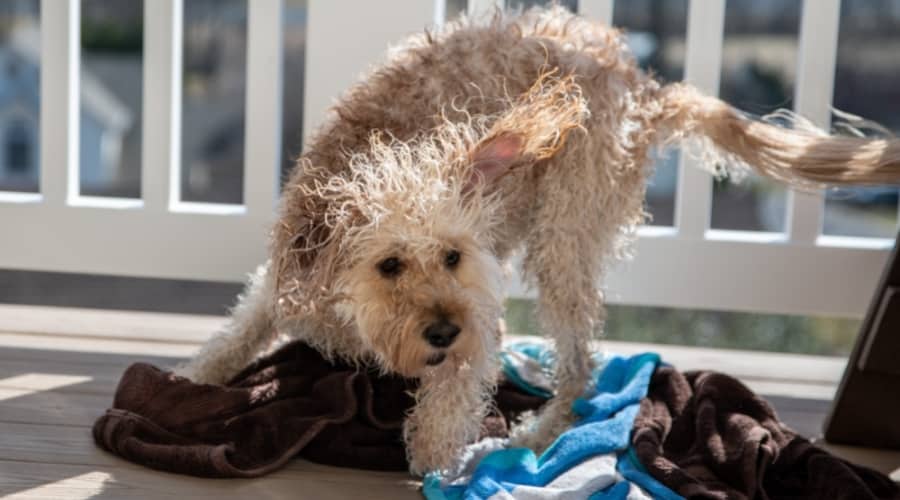 Perro esponjoso color crema sacudiéndose el agua