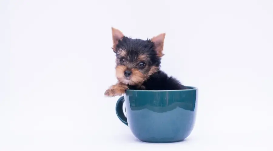 Perro negro y fuego en una taza