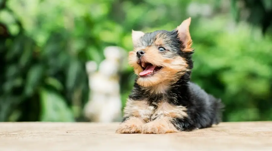 Pequeño perro azul y tostado sonriendo