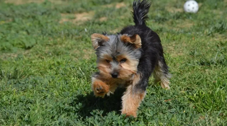 Pequeño perro azul y tostado corriendo al aire libre