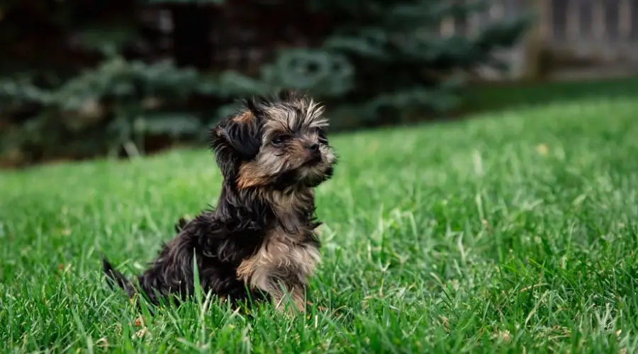 Perro muy pequeño negro y fuego sentado al aire libre