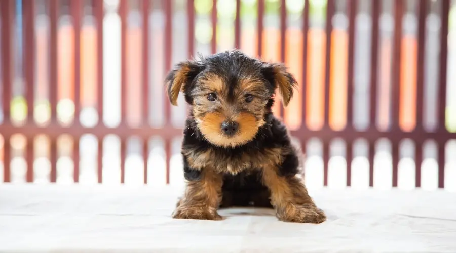 Perro muy pequeño de color negro y fuego con orejas caídas sentado