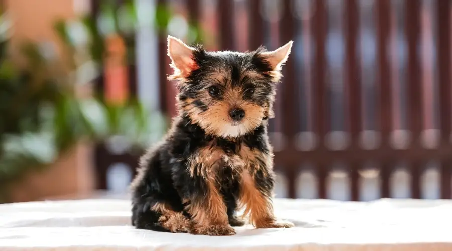 Pequeño perro negro y fuego sentado