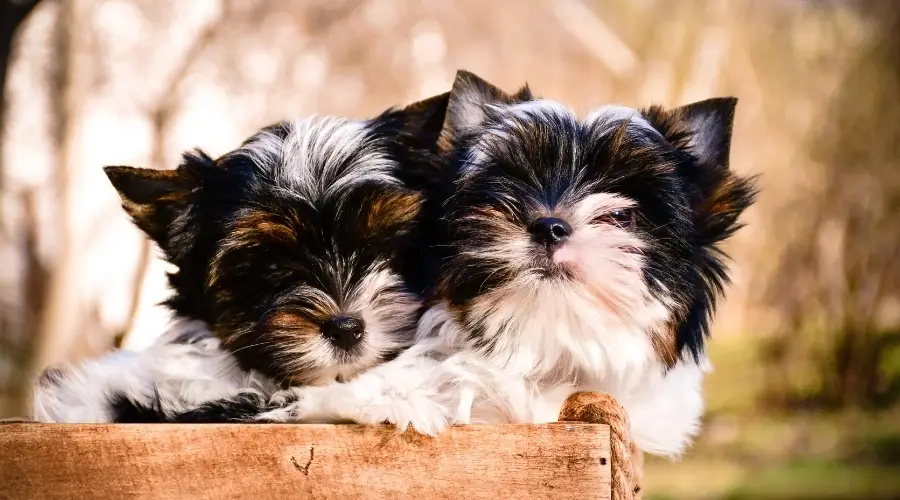 Dos pequeños cachorros blancos y negros en una caja