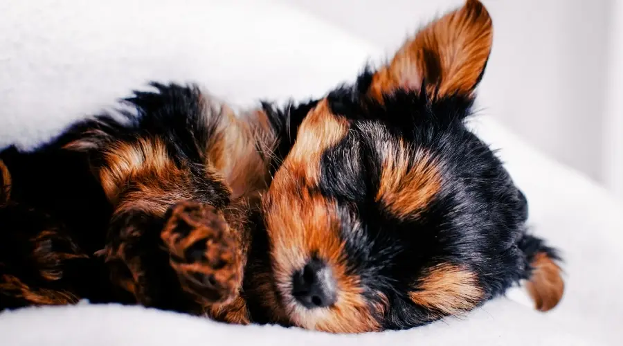 Pequeño cachorro negro y fuego durmiendo