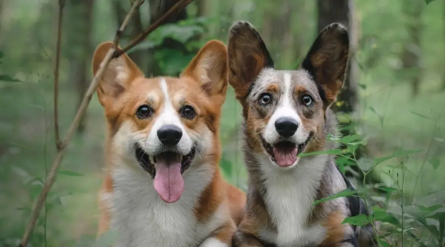 Perros felices sonriendo en el bosque