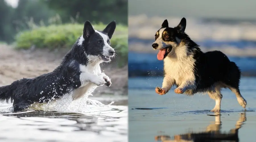 Perros jugando en el agua