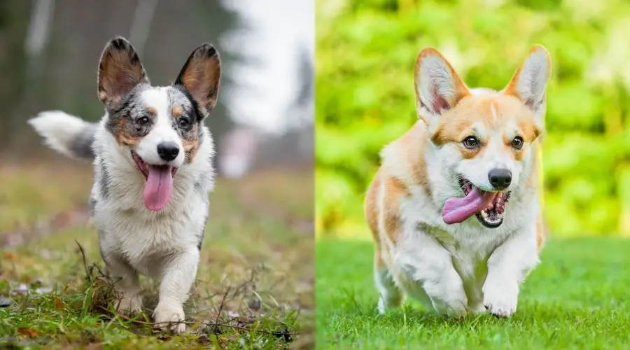 Pasear perros con la lengua fuera