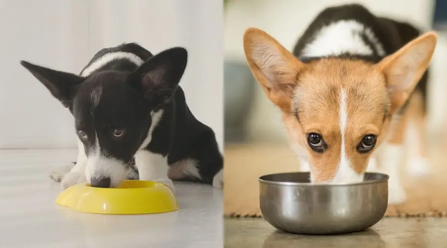 Perros comiendo de tazones para perros