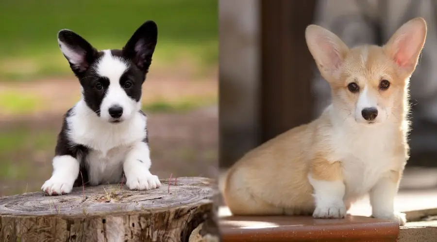 Lindos cachorros con orejas erectas