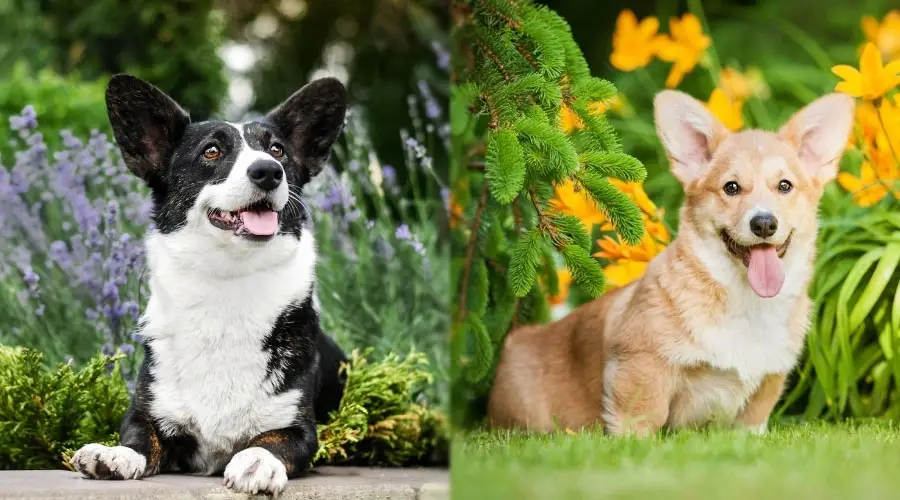 Perros felices sonriendo entre flores