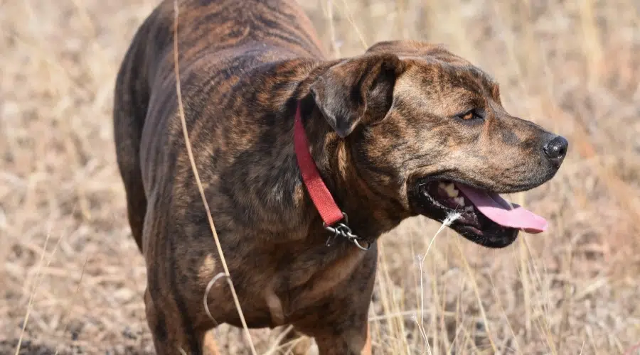 Perro atigrado en el campo