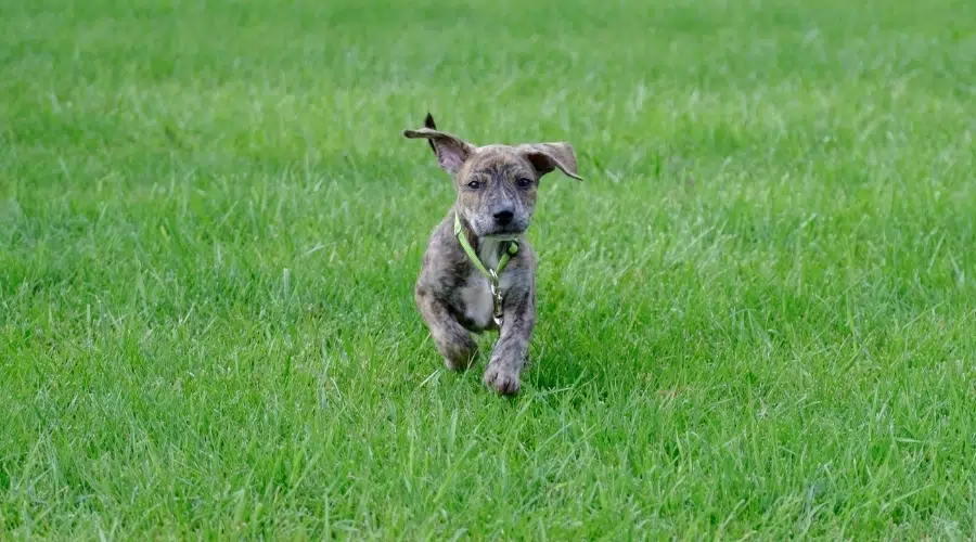 Cachorro atigrado corriendo en un campo