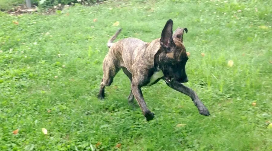 Perro atigrado joven jugando al aire libre