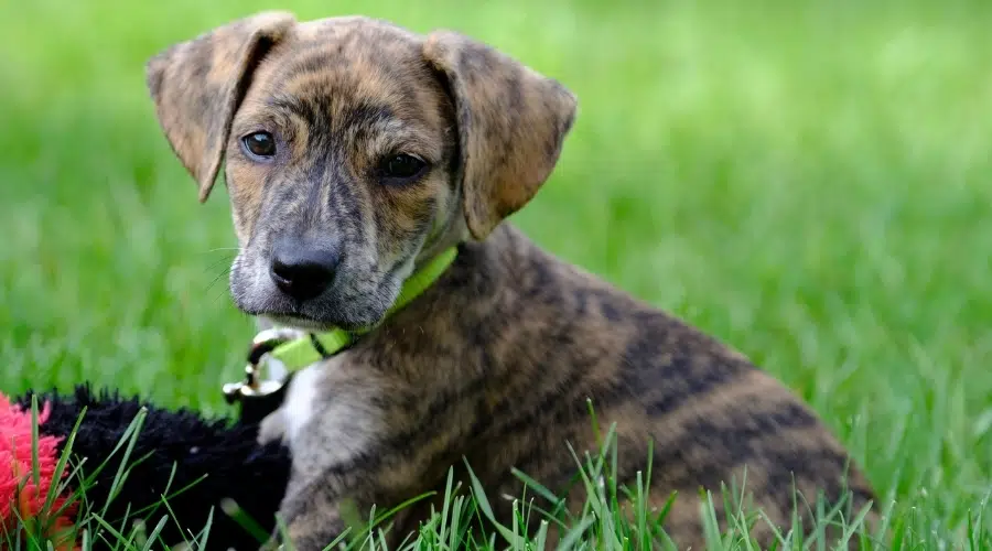 Cachorro atigrado en hierba