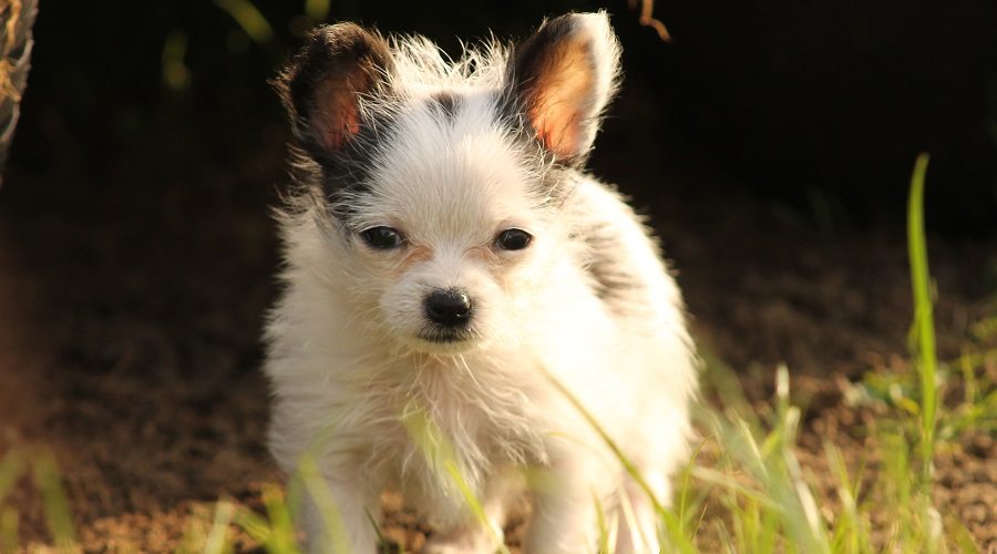 Bichón Frisé Chihuahua