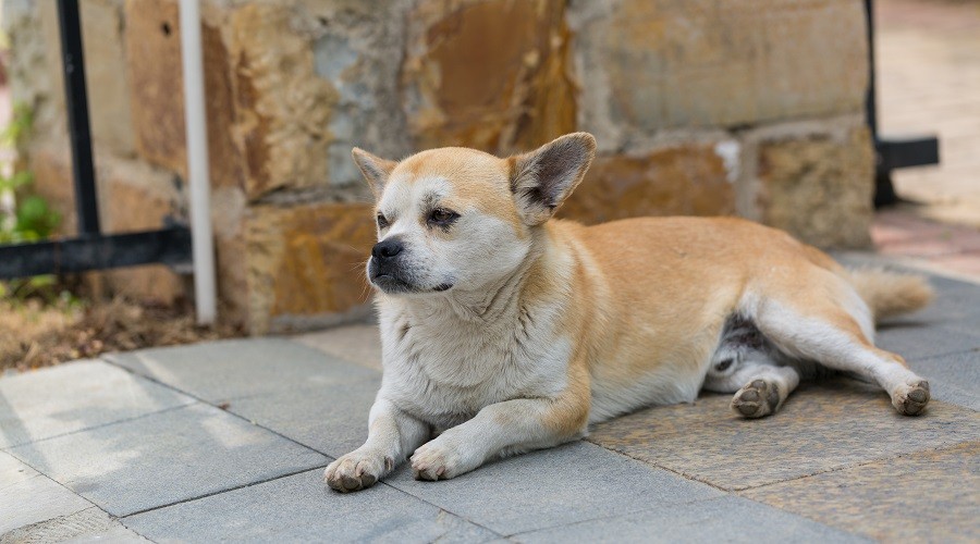 Mezcla de Labrador y Chihuahua