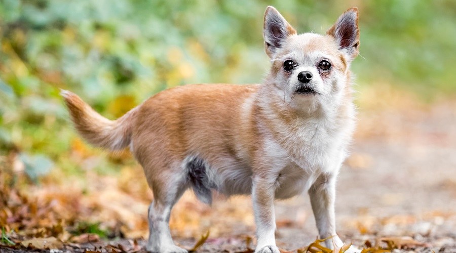 Mezcla de chihuahua de Cairn Terrier