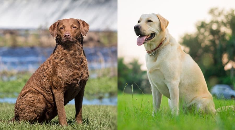 Perro marrón y amarillo sentado al aire libre