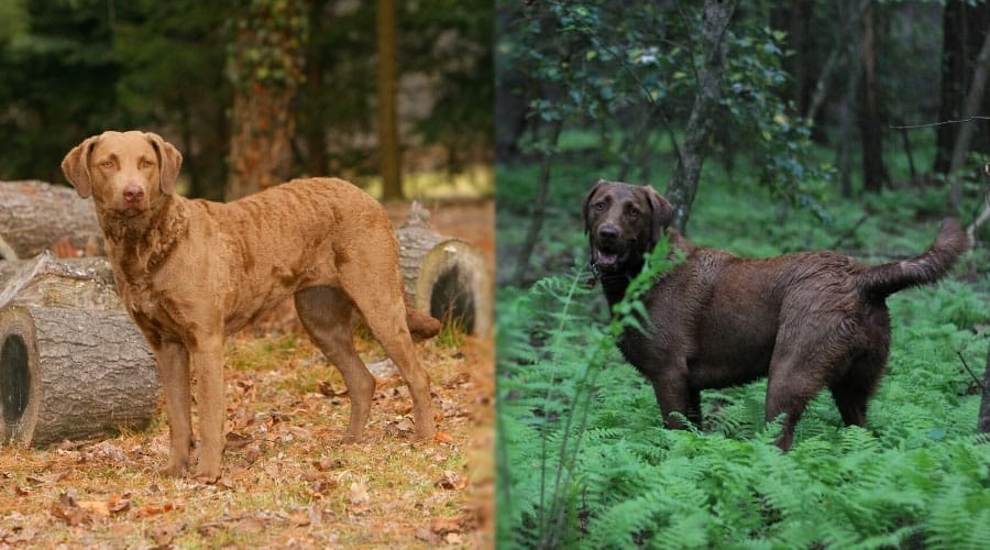 Perro marrón de pie en el bosque