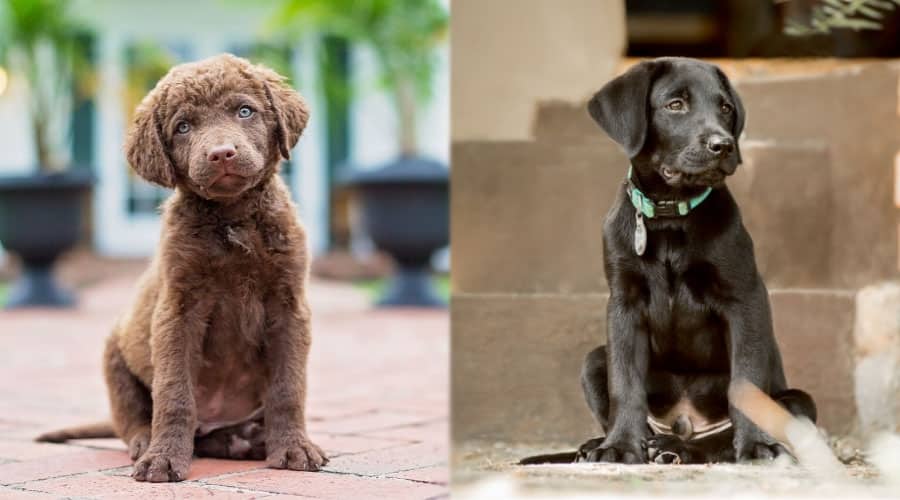 Cachorros sentados