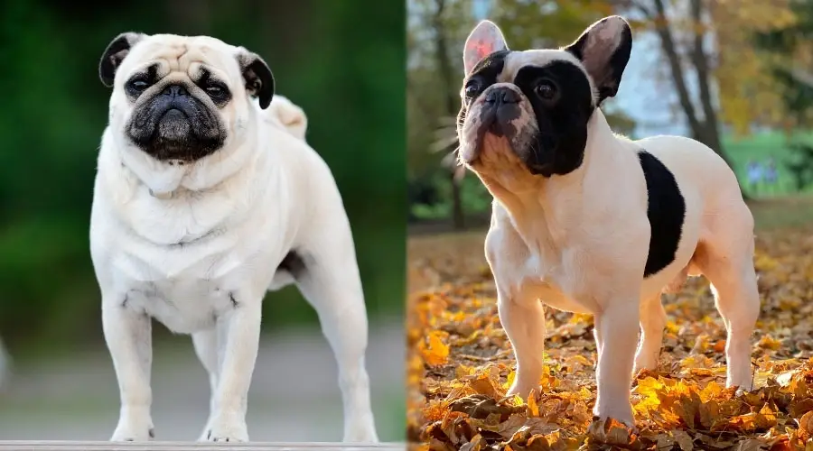 Perros pequeños parados al aire libre