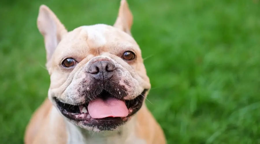 Perro sonriente al aire libre