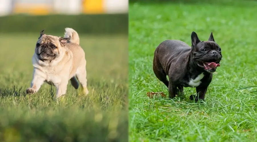 Perros pequeños corriendo afuera