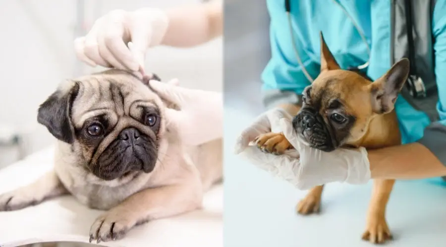 Perros enmascarados negros visitando al veterinario