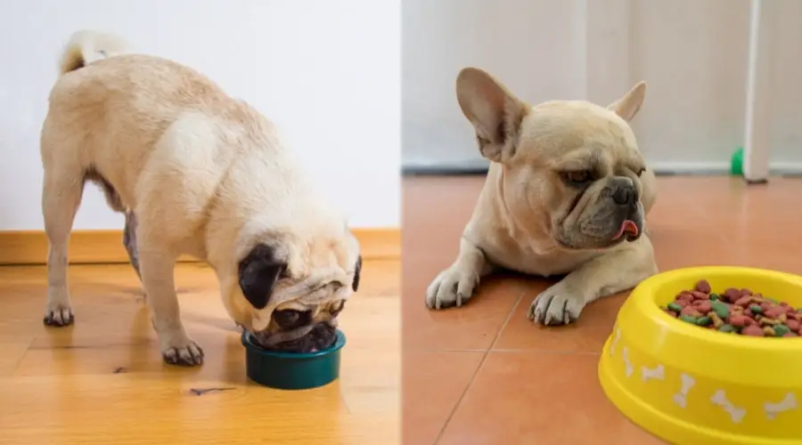 Perros cervatillos comiendo