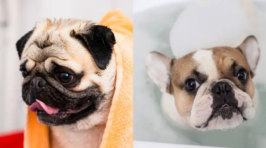 Perros tomando baños