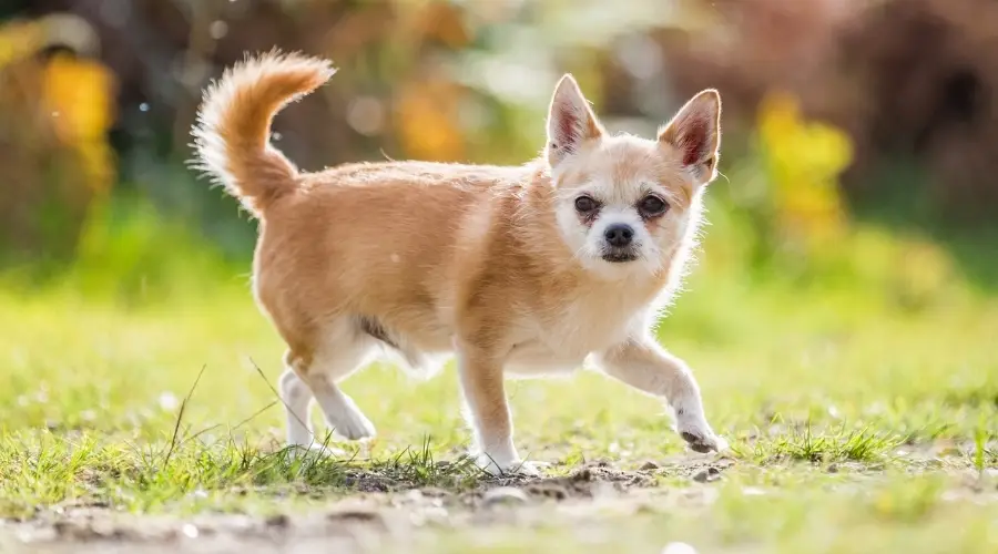 Pequeño perro mixto caminando al aire libre